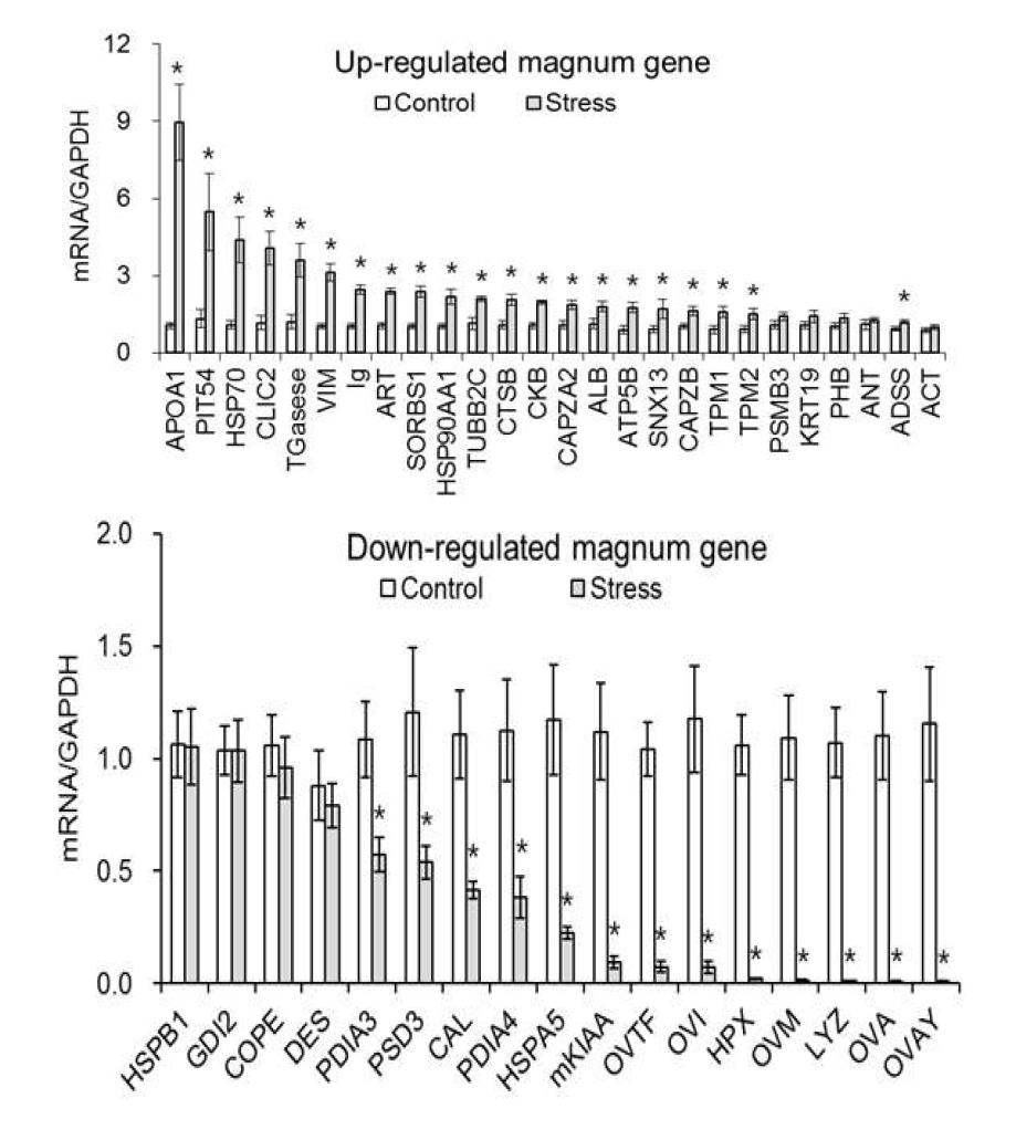 Expression of up- (above panel) or down-regulated genes (bottom) in Stress compared with Control of magnum collected from hens.