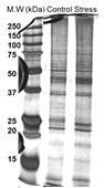 SDS-PAGE analysis of hens’ uterus proteins treated with control (Control) or corticosterone (Stress) for 2 weeks