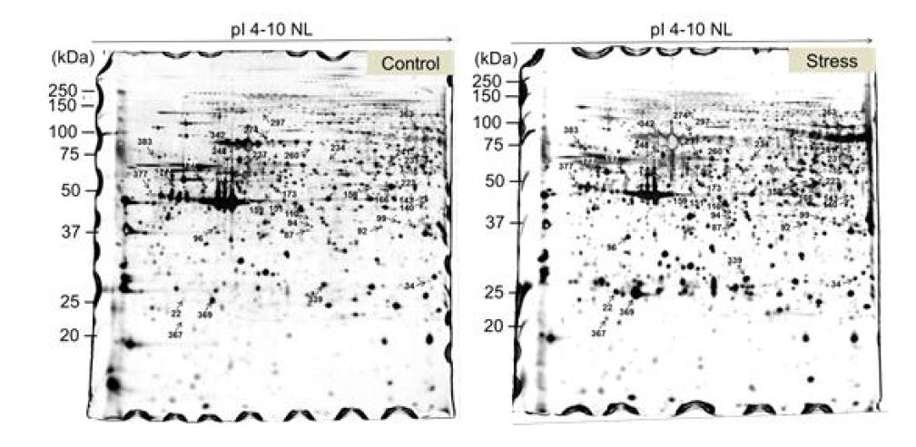 Representative two-dimensional electrophoresis (2DE) of hens’ uterus proteins treated with control (Control) or corticosterone (Stress) for 2 weeks.