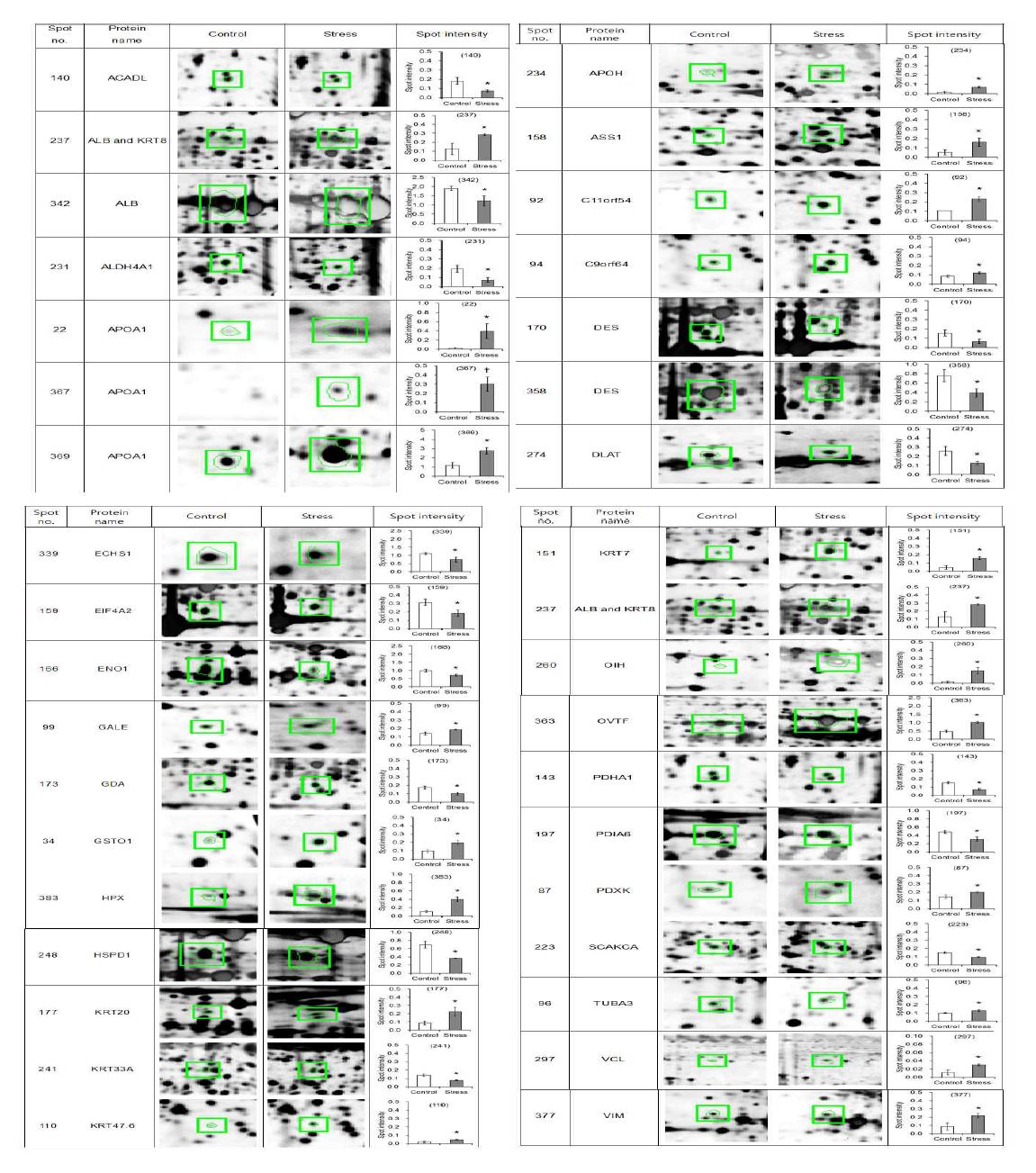 Protein expression in the uterus of laying hens treated with control (Control) or corticosterone (Stress) for 2 weeks.