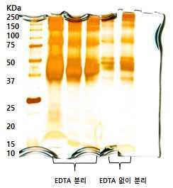 SDS-PAGE analysis of hens eggshell membrane proteins