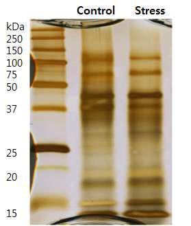 SDS-PAGE analysis of hens eggshell proteins treated with control (Control) or corticosterone (Stress) for 5 days