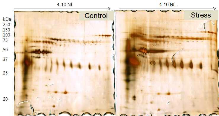 Representative two-dimensional electrophoresis (2DE) image of eggshell proteins of hens treated with either control (Control) or corticosterone (Stress) for 5 days