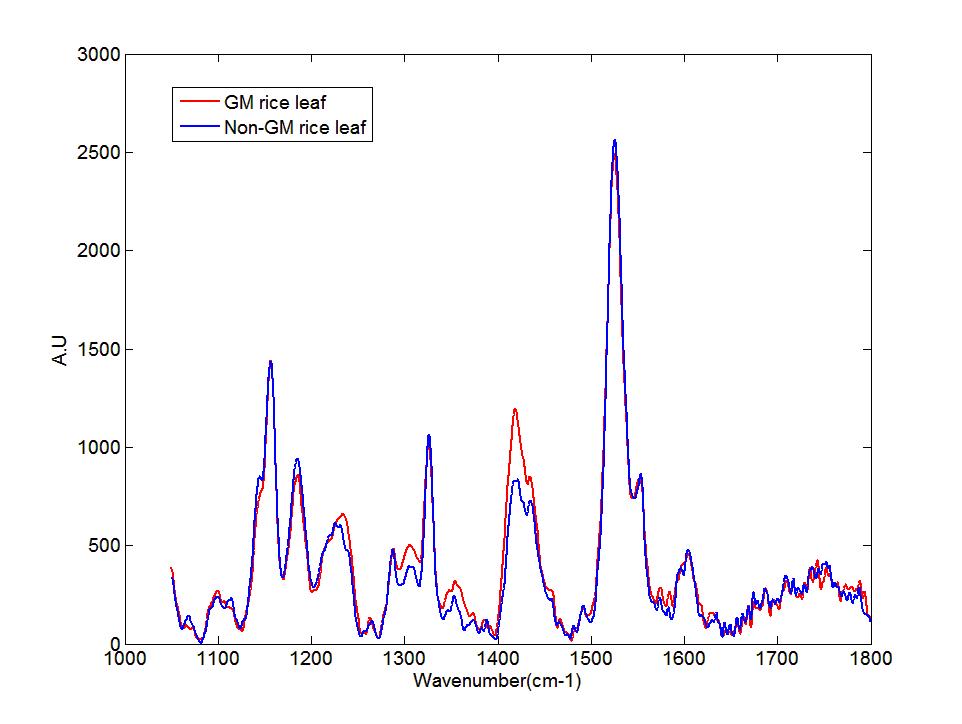 GM 벼와 Non-GM 벼의 Raman 평균 스펙트럼
