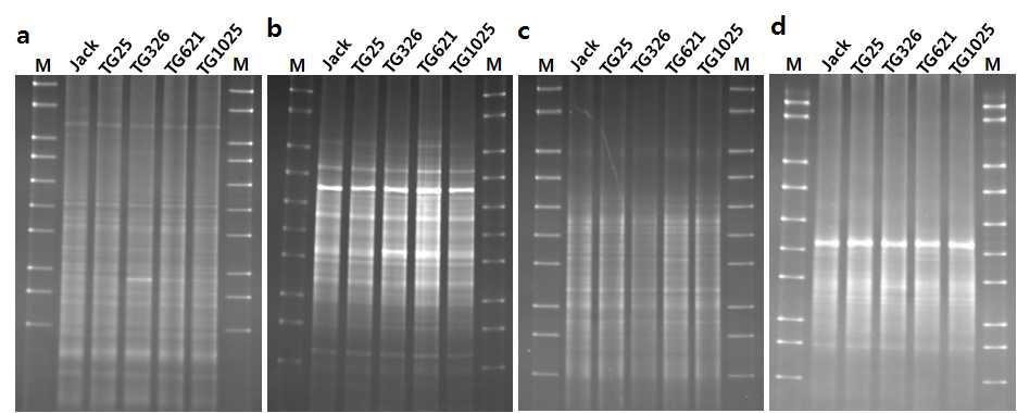 DGGE analysis of 16S rDNA V3, V4, V6 and V9 region obtained after PCR amplification with each primer set. DGGE profile for October (2012) in Jack and vitamine fortified soybeans (TG25, TG326, TG621 & TG1025). M, DGGE molecular weight marker