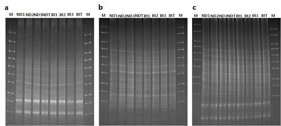 DGGE analysis of 16S rRNA V3 region obtained after PCR amplification with F352T and 519r primers. DGGE profile for June(a), August(b) and October(c) (2013) in Nakdong and Bt rice. ND, Nakdong; Bt, Insect-resistant GM rice ; M, DGGE molecular weight marker; ND1, 2  Bt1, 2 &3 indicate independent Bt soil sample and BtT inducates mixed soil of Bt1, 2 & 3.