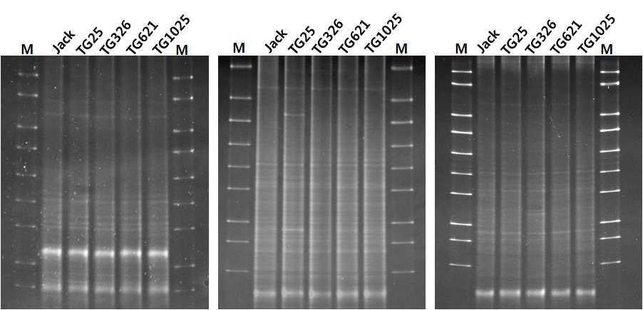 DGGE analysis of 16S rRNA V3 region obtained after PCR amplification with F352T and 519r primers. DGGE profile for June(a), August(b) and October(c) (2013) in Jack and vitamine fortified soybeans (TG25, TG326, TG621 & TG1025). M, DGGE molecular weight marker