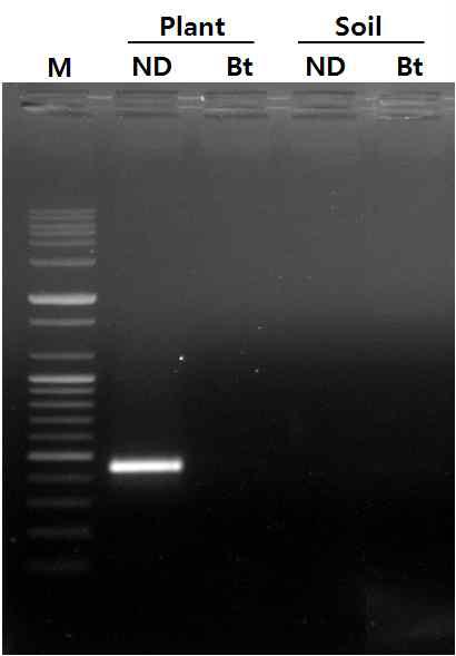 PCR detection test of bar gene from rice soil microbial community after harvesting. ND, Nakdong; Bt, pest resistant rice; M, 1 kb molecular marker