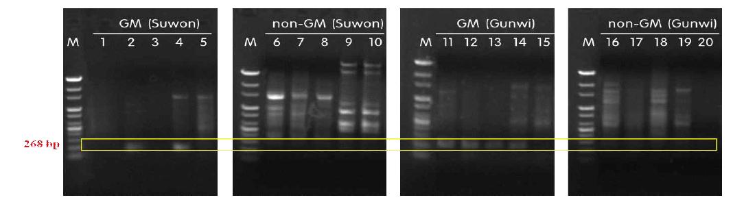2012년 경기 수원과 경북 군위 GMO 안전성 포장의 GM 토양 및 일반포장의 non-GM 토양 내에서 내생세균 검출 결과 (10월). M; 100 bp step DNA ladder in 1.2% agarose gel.
