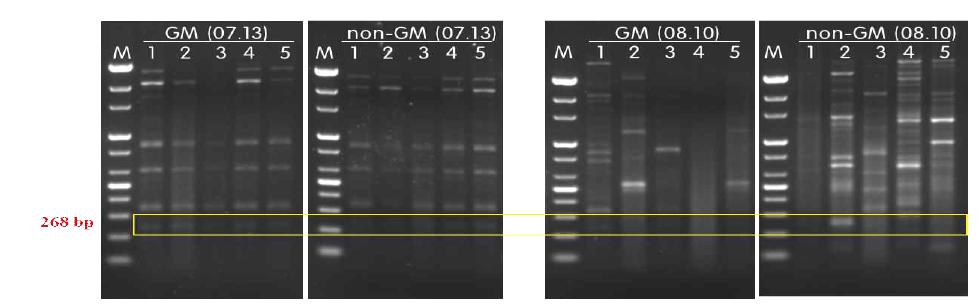 2013년 경북 군위 GMO 안전성 포장의 GM 벼 및 일반포장의 non-GM 벼에서 내생세균 변이 (7월, 8월). M; 100 bp step DNA ladder in 1.2% agarose gel.