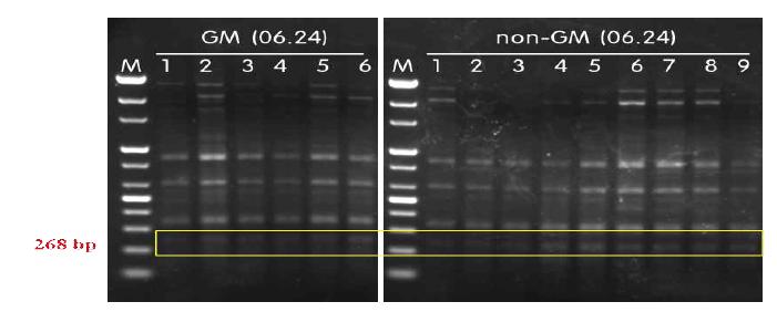 2013년 경기 수원 GMO 안전성 포장의 GM벼 및 일반포장의 non-GM 벼에서 내생세균 (P. polymyxa) 변이 (6월). M; 100 bp step DNA ladder in 1.2% agarose gel.