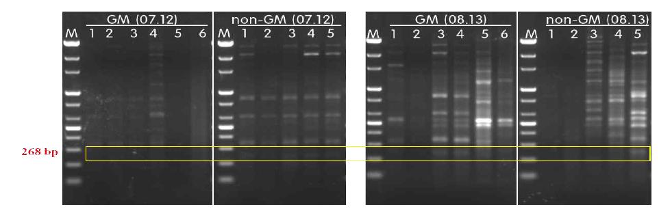 2013년 전북 익산 GMO 안전성 포장의 GM벼 및 일반포장의 non-GM벼에서 내생세균 (P. polymyxa) 변이 (7월, 8월). M; 100 bp step DNA ladder in 1.2% agarose gel.