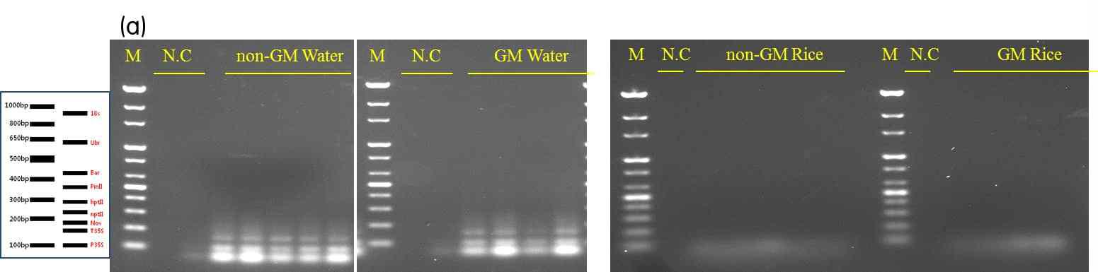 2014년 전북 익산 GMO 안전성 포장의 GM 물과 주변 환경의 non-GM 물에서 삽입유전자 이동성 검정