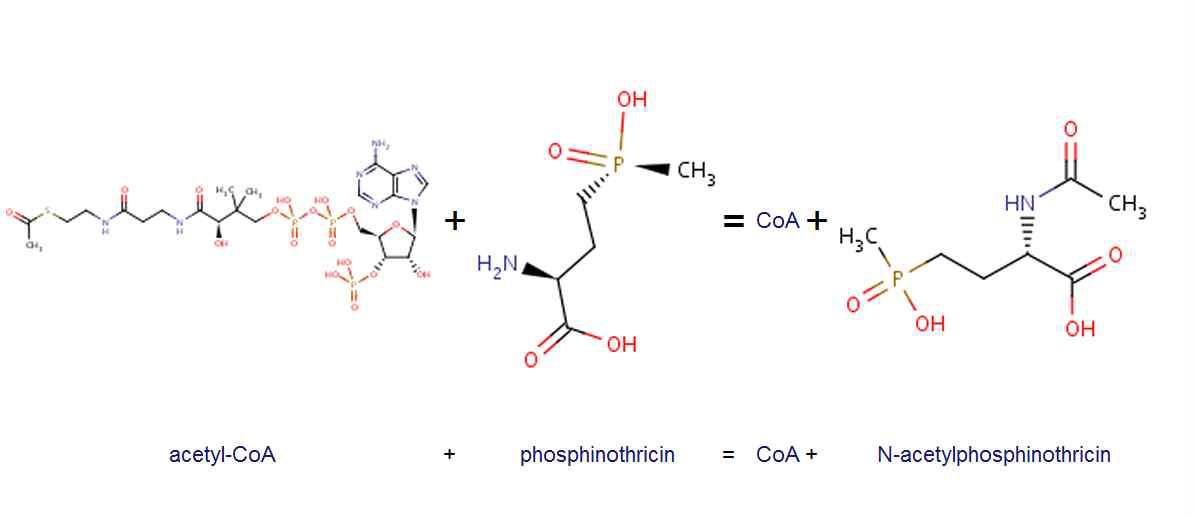 PAT 단백질에 의한 glufosinate-ammonium(phosphinothricin) 의 작용기작
