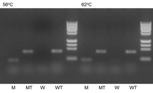돌연변이와 Williams 82의 Glyma03g03560 유전자 RT-PCR 비교
