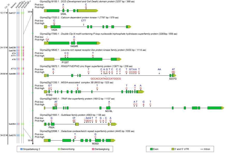 SNPs and indels of genes encoding proteins with amino acid changes between Prot-high and Prot-low NILs from protein QTL region on Chr 20.