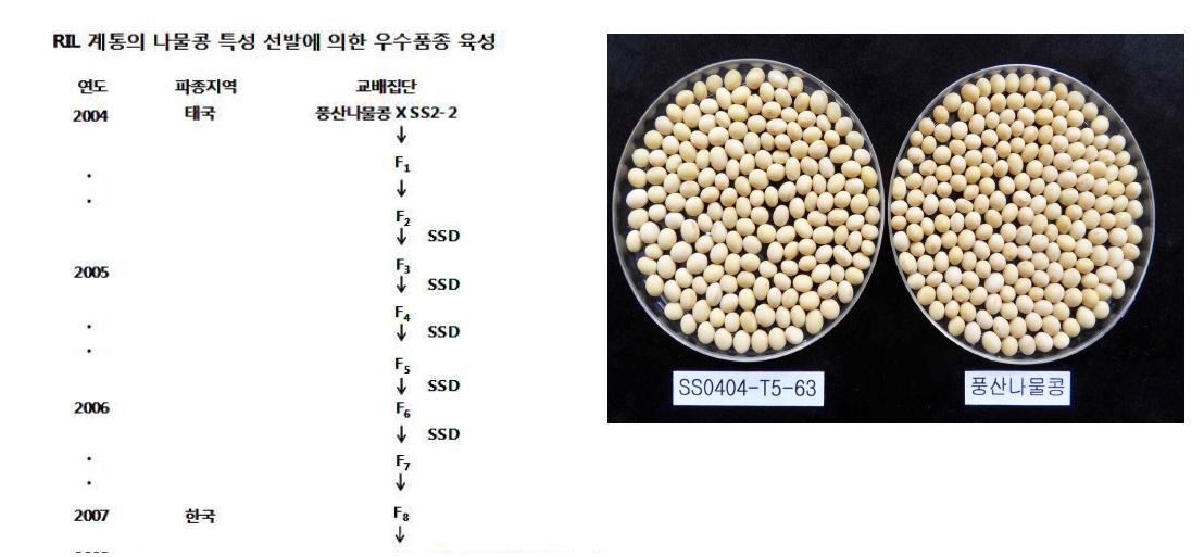 초다수성 계통 SS0404-T5-63 육성 경위