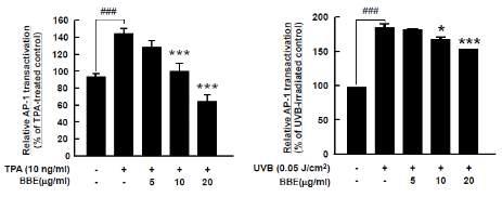 BBE의 TPA와 UVB로 유도된 AP-1 promoter 활성 억제 효능 측정