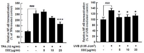 BBE의 TPA와 UVB로 유도된 NF-kB promoter 활성 억제 효능 측정