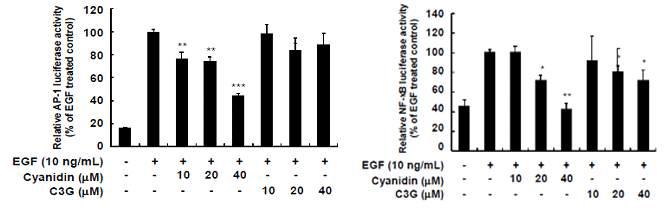 시아니딘과 시아니딘-3-글루코스의 EGF로 유도된 AP-1 및 NF-kB promoter 활성 억제 효능 측정