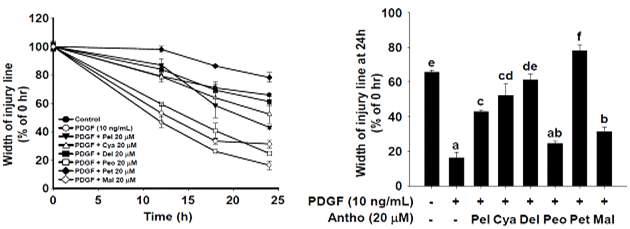안토시아닌의 평활근 세포 이동 억제 효능 측정 (좌) 및 정량 (우)