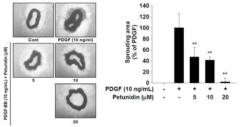 마우스 혈관에서 페투니딘의 sprouting 및 sprouting area 억제 효능 측정