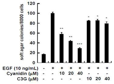 시아니딘과 시아니딘-3-글루코스의 cell transformation 억제 효능 측정