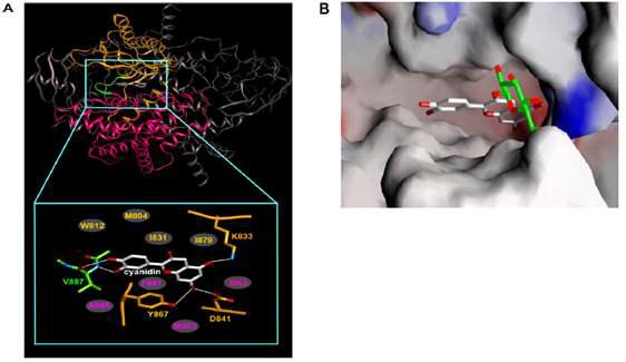 시아니딘과 PI3K의 결합구조와 도킹모델