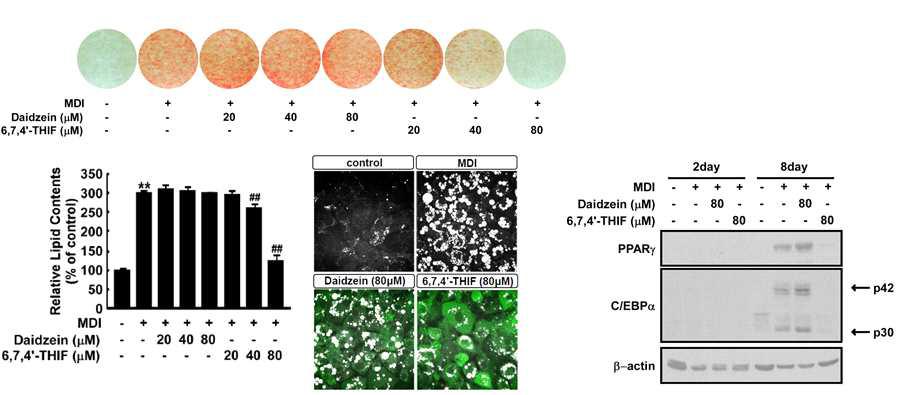 6,7,4’-THIF의 지방세포로의 분화(adipogenesis)억제 효능