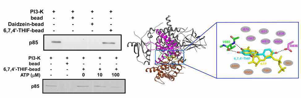 PI3K와 6,7,4’-THIF의 결합 확인과 분자 모델링 시스템을 통한 결합 구조 확인