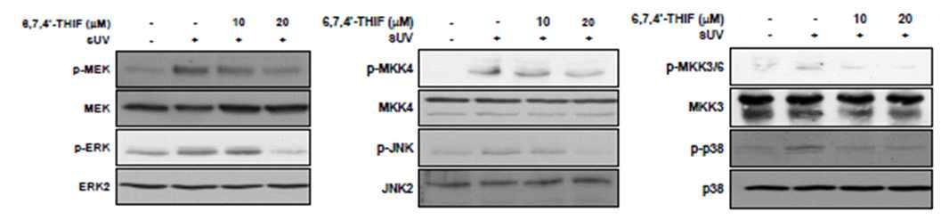 자외선에 의해 유도되는 MAPKs 인산화에 대한 6,7,4‘-THIF의 효능 평가