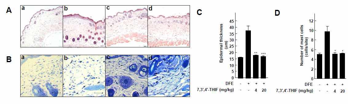 동물모델에서 7,3’,4’-THIF의 아토피 개선 효능 평가(2)