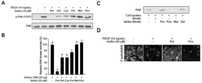 FAK 인산화 및 kinase activity에 대한 여러 안토시아니딘들의 억제 효능