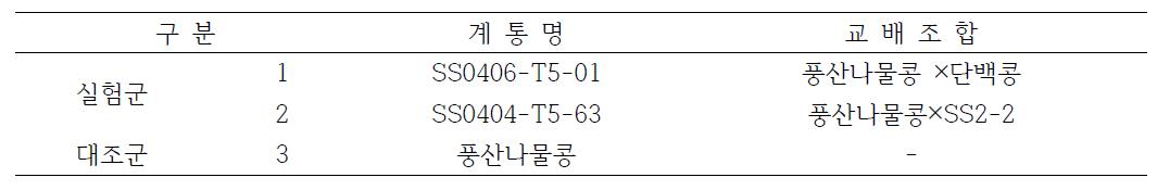 선별 증식된 콩나물콩