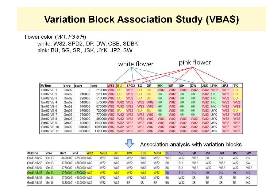 VB 기반의 association study를 위한 VBAS 개발