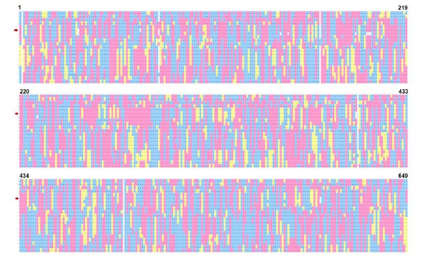 황금/대풍 RIL 649계통의 genotyping(염색체 8번)