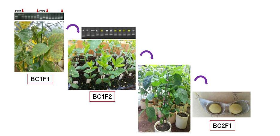 대풍 hilum color 개량을 위한 genomics-assisted backcrossing(진행중)