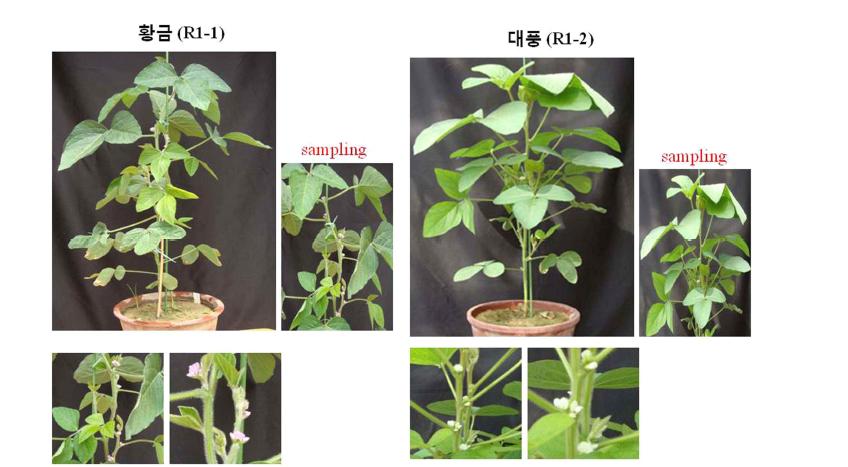 개화 초기인 R1 stage에서의 morphology.