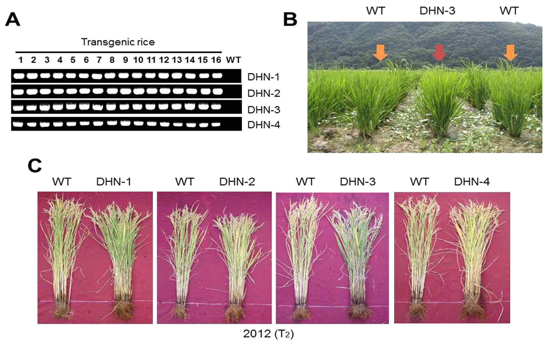 Paddy field에서의 CaDHN 유전자를 지니는 벼 형질전환체에서의 agricultural traits 분석.