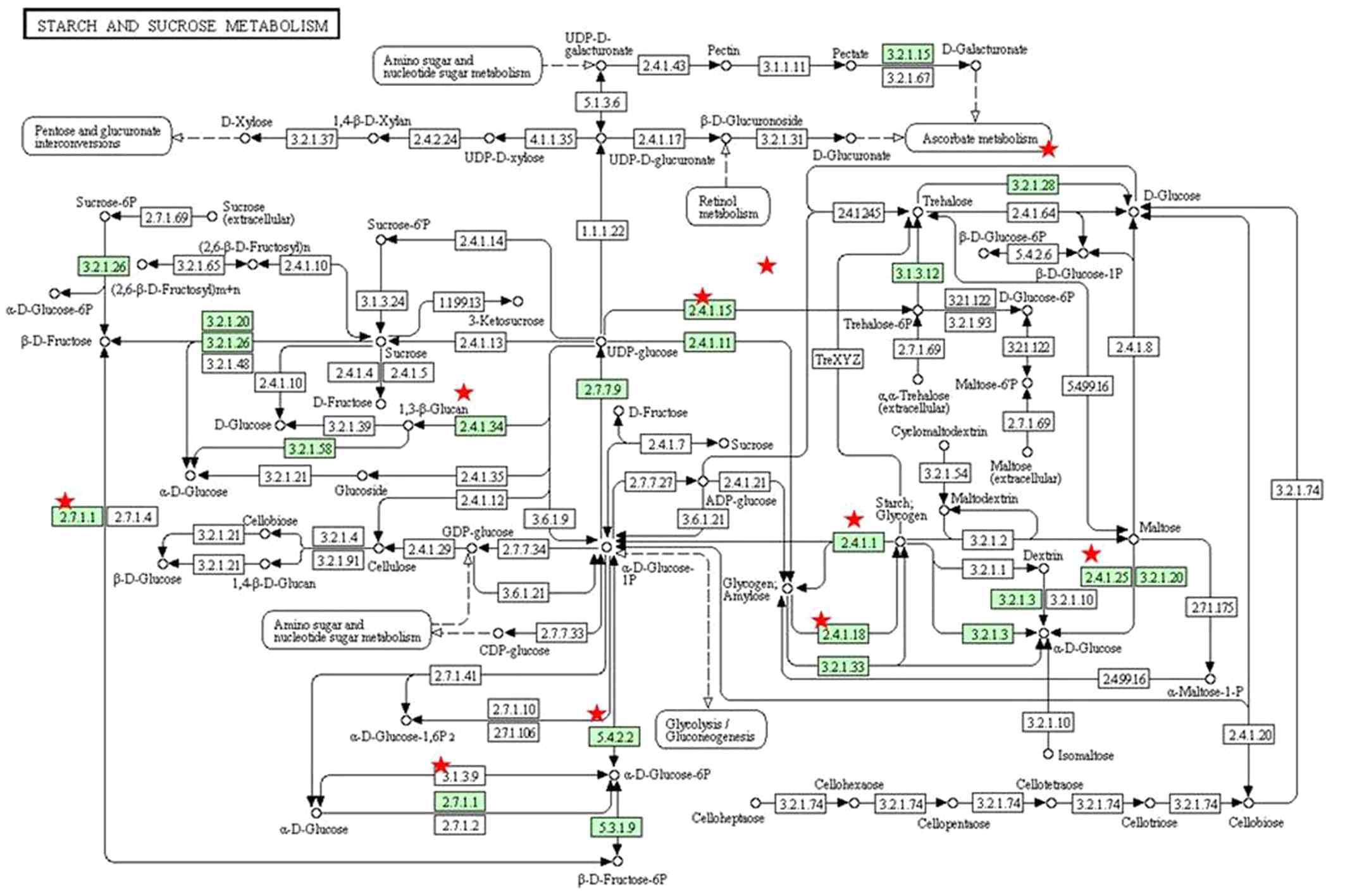 Starch and sucrose metabolsm과 관련된 pathway.