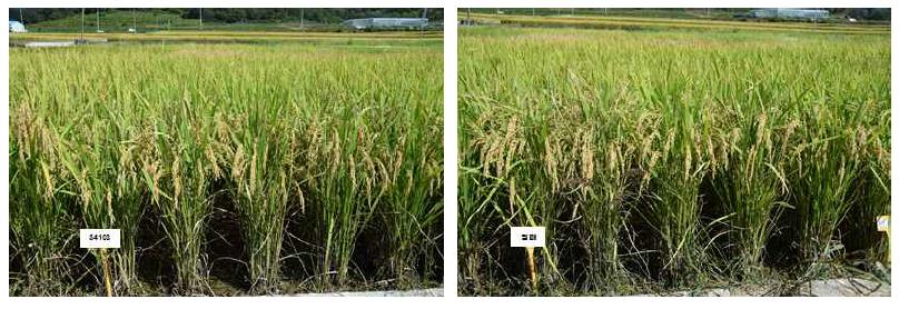 2014년 지역적응성시험 우량계통(좌 : 34104, 우: 일미벼)