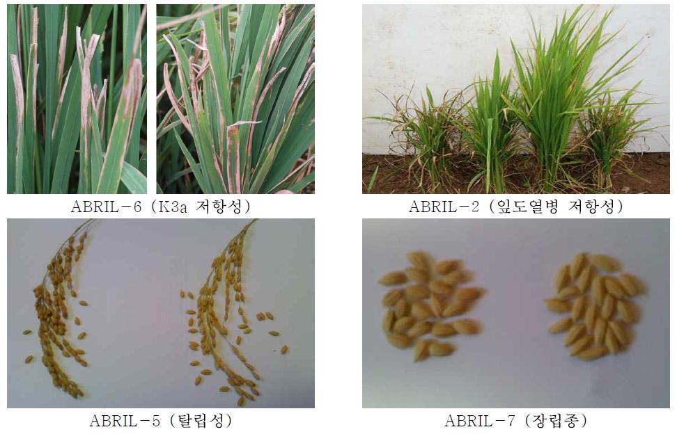 주남/IR72집단에서 선발된 유망계통