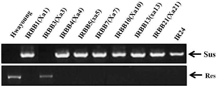 흰잎마름병 저항성 유전자원에 대한 Xa3유전자 특이적인 분자마커의 전기영동
