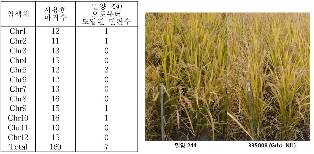 YR29156-2 계통의 광명벼 염색체 단편 도입