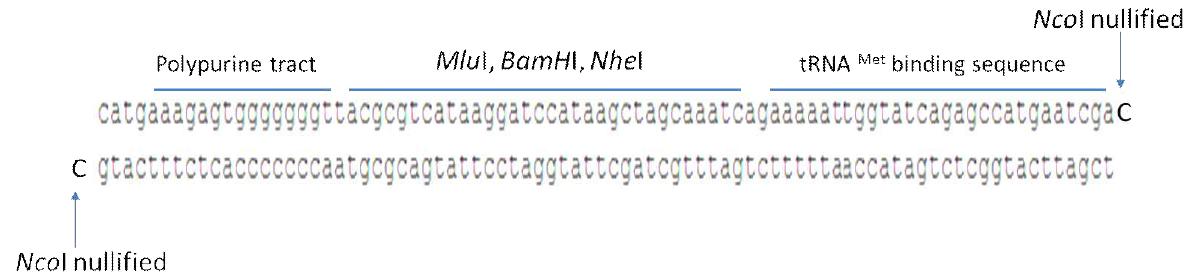 합성된 CaMV RT(Calimovirus Reverse Transcriptase) 전사개시 염기서열(RT-In)
