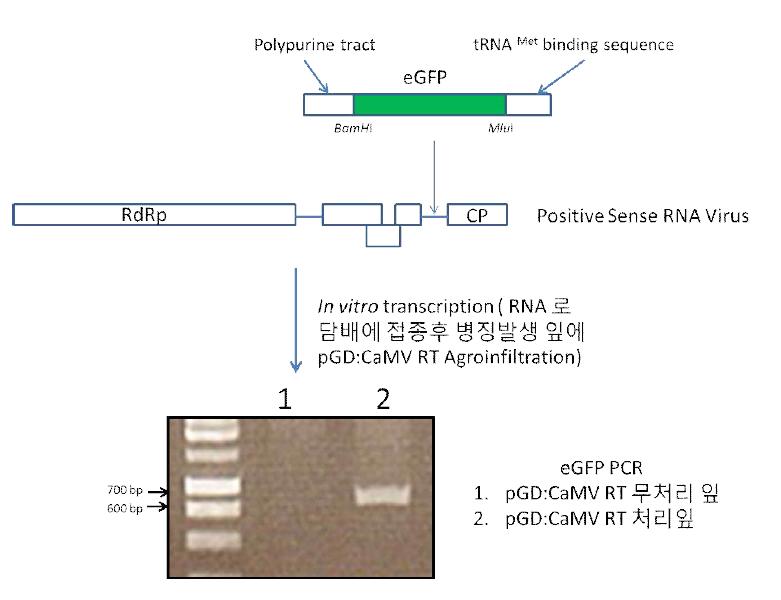 CaMV RT 와 역전사 개시 염기서열 평가