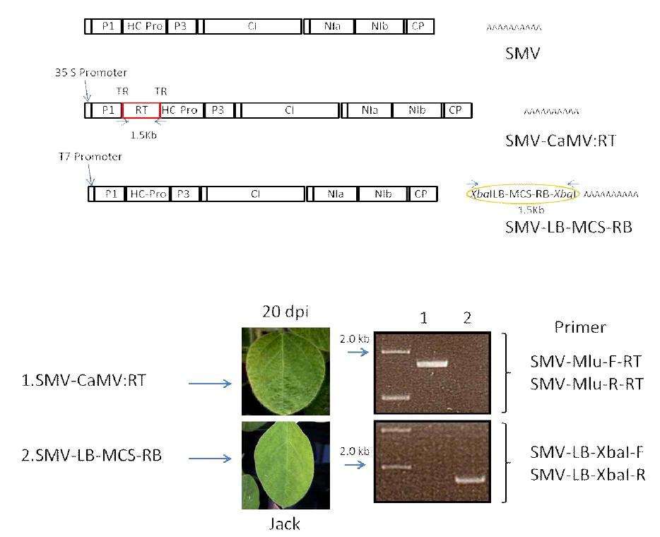 SMV-CaMV:RT 와 SMV-LB-MCS-RB 제작과 Soybean 접종