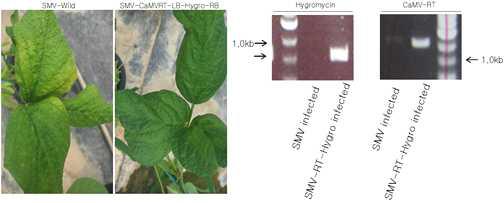 변경 제작한 SMV gene delivery vector(그림 7)의 병원성 및 CaMV-RT 발현 확인