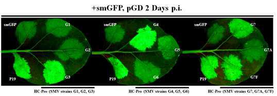 eGFP를 이용한 SMV strain 간의 HC-Pro silencing suppressor 기능 확인