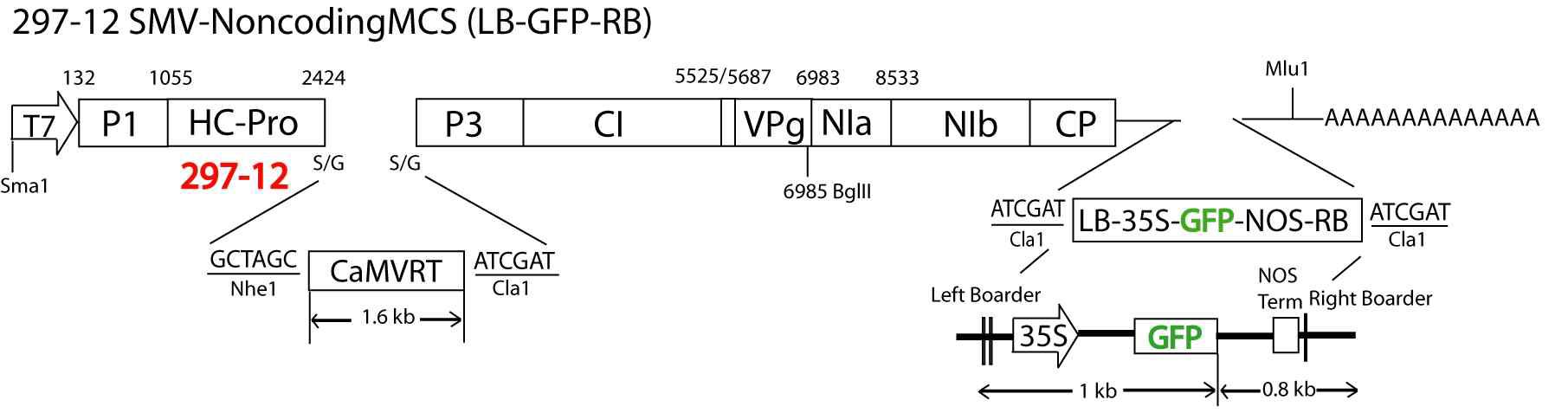 SMV-GDS 297-12-LB-GFP-RB 제작